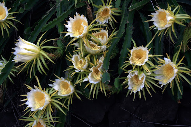Hylocereus_undatus_flower-dragon%2Bfruit