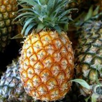 15 Daftar Buah Mengandung Racun Berbahaya Yang Dapat Menyebabkan Kematian Mendadak 15 Daftar Buah Mengandung Racun Berbahaya Yang Dapat Menyebabkan Kematian Mendadak