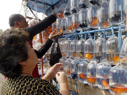 Tips Berburu Ikan Hias Murah Di Pasar Parung Ikan Ikan Cantik
