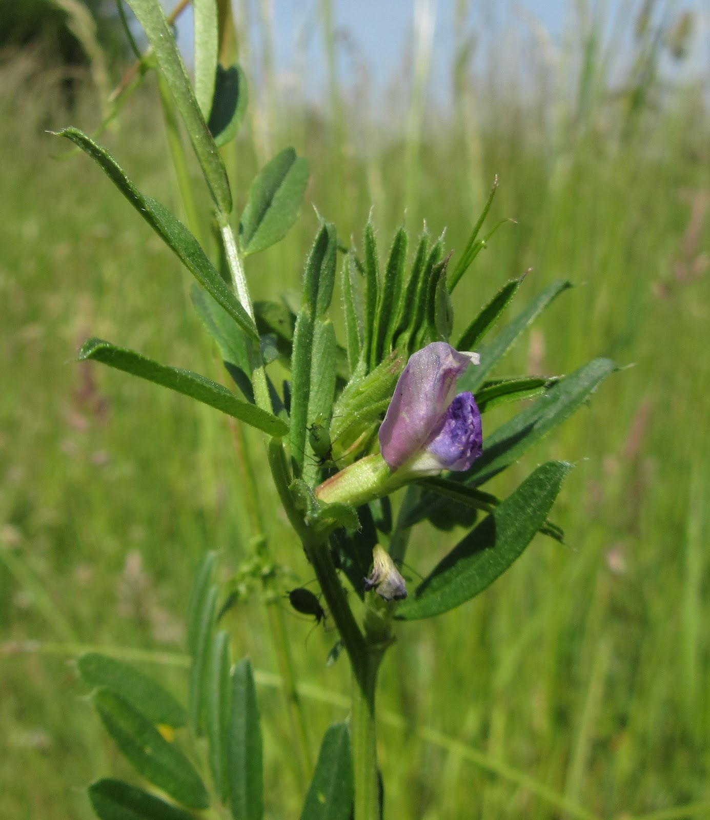 Bug Mad Girl 30DaysWild day 14 Great British Wildflower Hunt