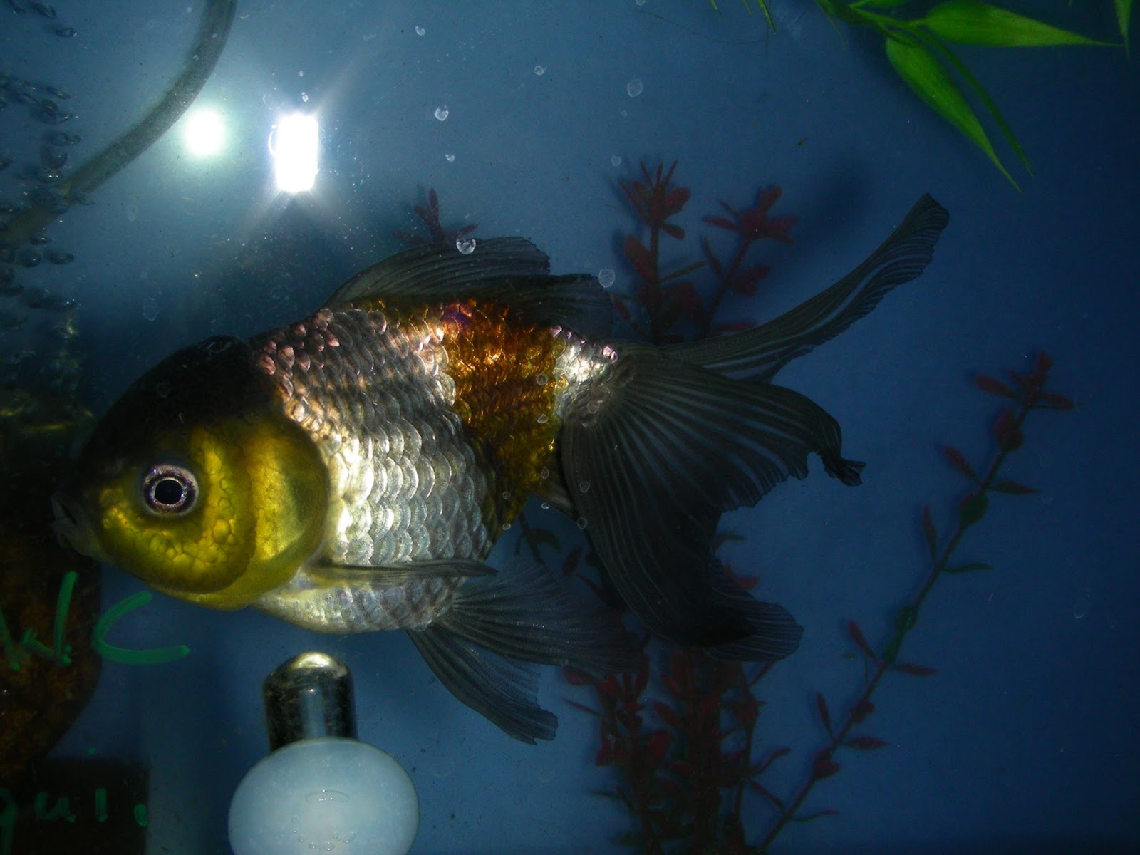 Fish Girl Writes: My Tanks: Special Update