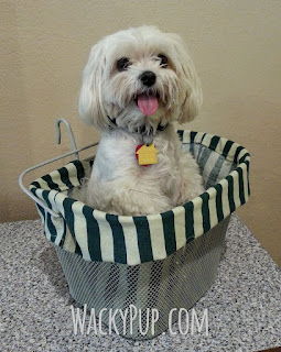 Sew Your Own Bicycle Basket Liner for Your Pet - This site is full of GREAT DIY Tutorials by WackyPup
