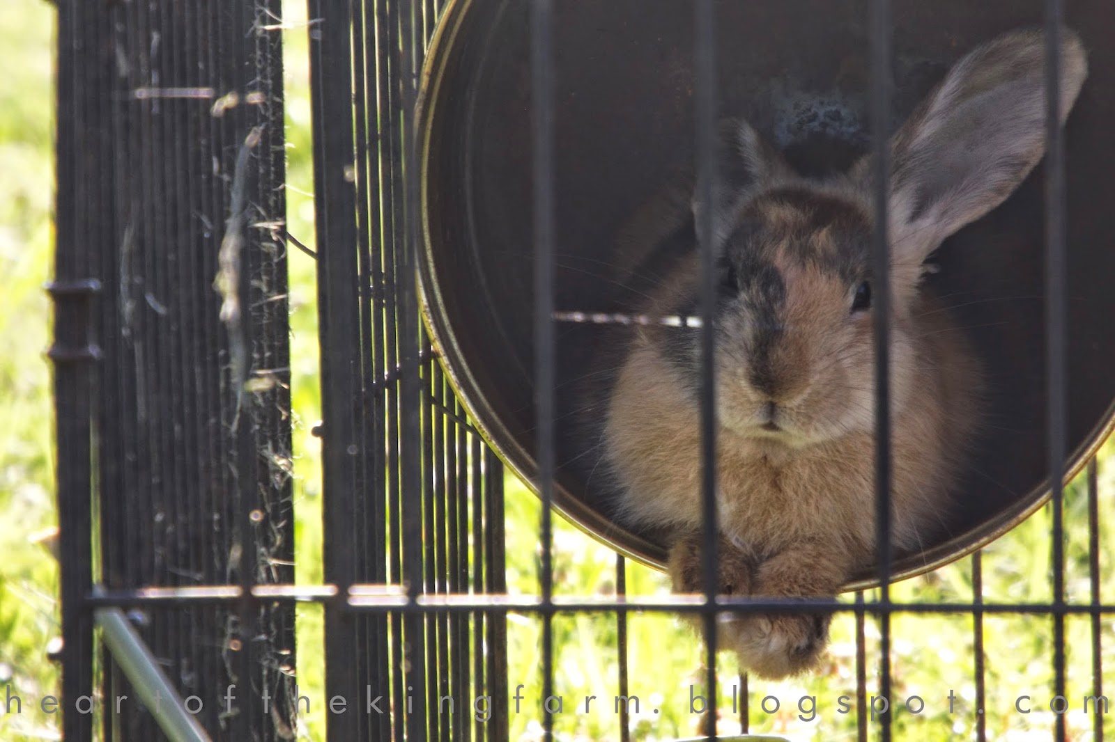 Heart of the King Farm A Guide to Rabbit Tractors