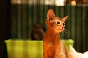 Gio Cat Cafe, Kafe-nya Para Pecinta Kucing | refresh blogspot