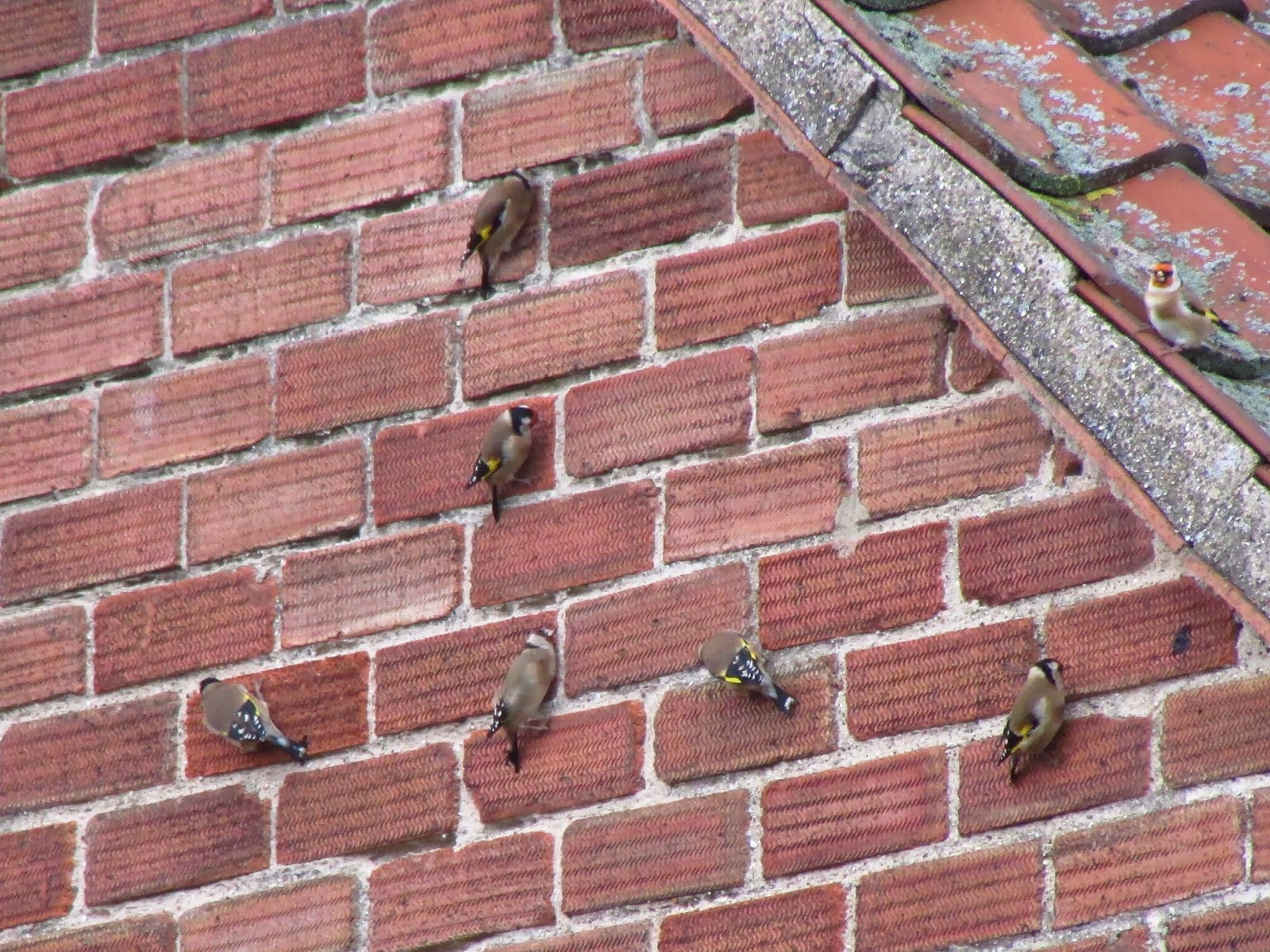 The Rattling Crow Goldfinches pecking for grit