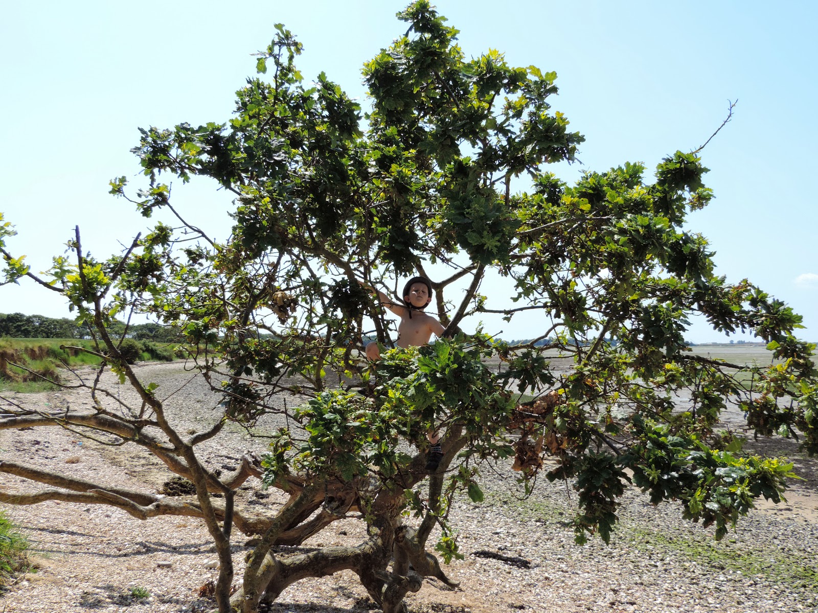 boy climbing oak tree on seashore western coastline of hayling island by billy line trail