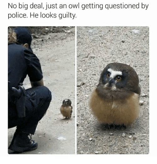 This owl is guilty 