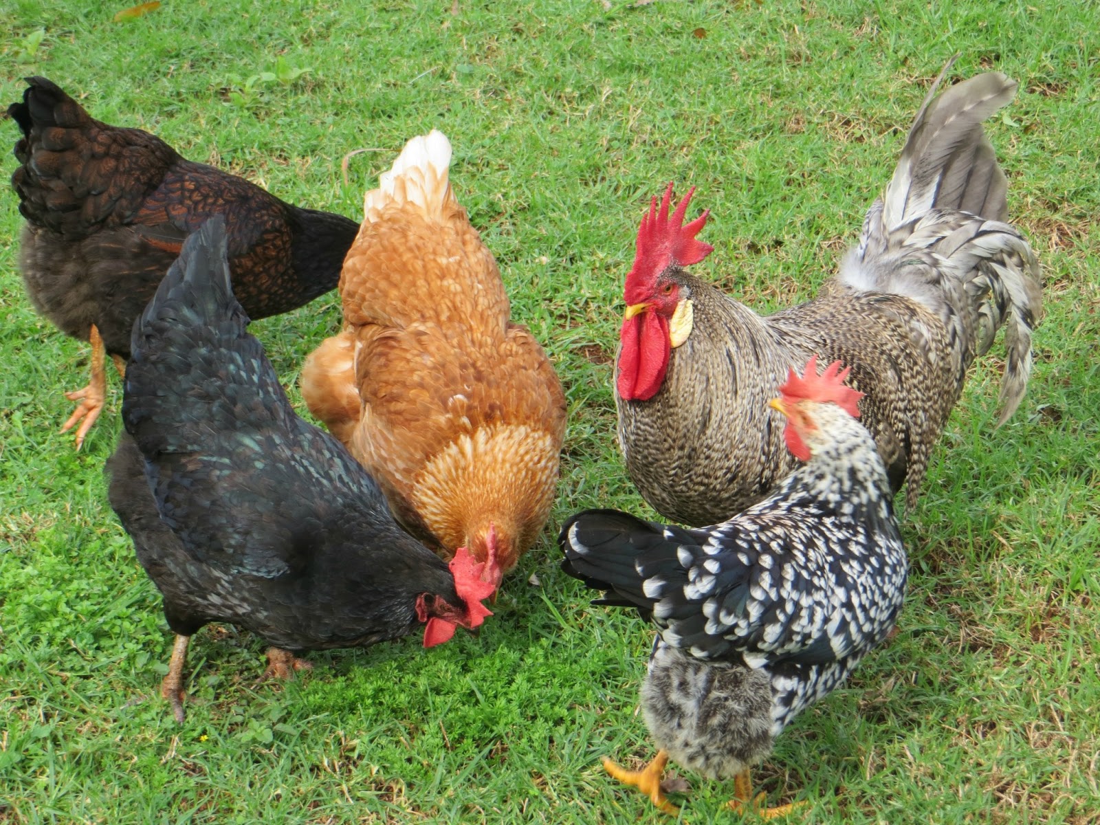 Finding Fifth Chook Chat