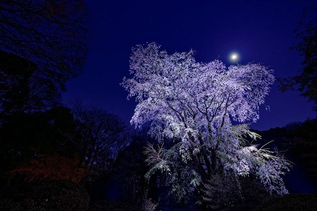 SONY ILCE-9 SIGMA 14mm F1.8 DG HSM | Art