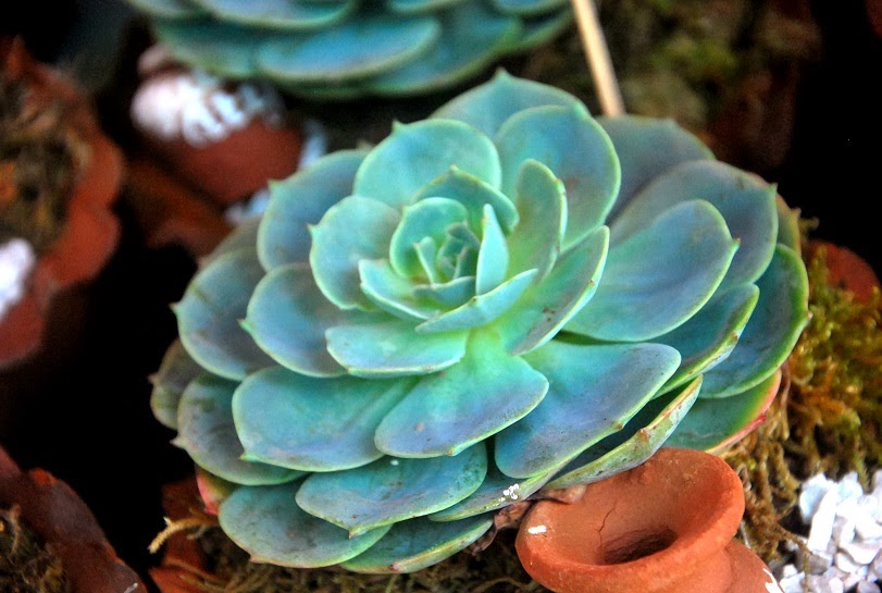 Bulaklak Decor Rose Cactus