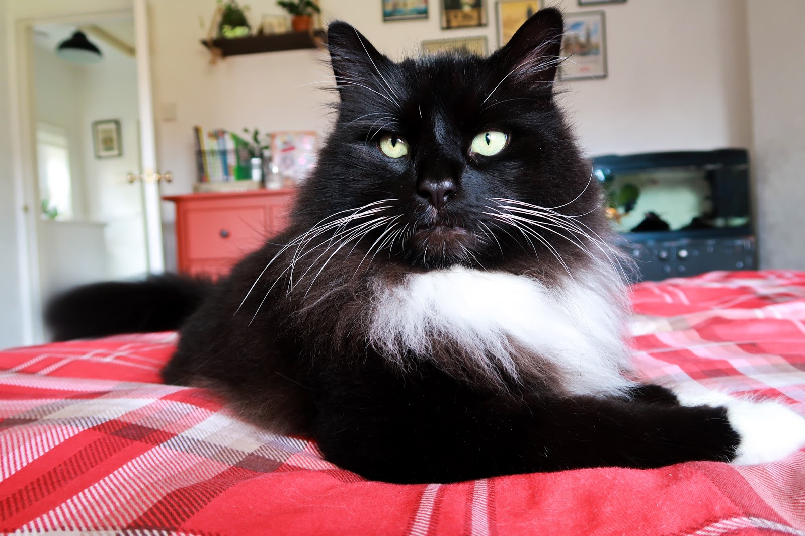 How to keep your cat happy How to keep your cat happy
