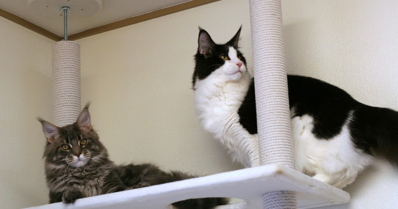 グランドチャンピオンになりました スイカの場合 Cavallino 猫 ねこ ネコ