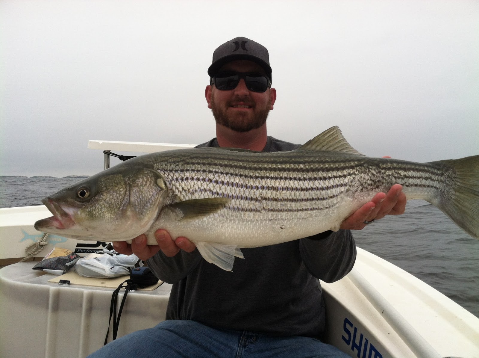 Maine Striper Fishing Charters & Reports Hotline 2076910745 Maine