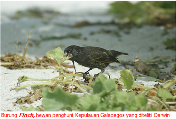 10+ Burung finch di kepulauan galapagos menurut sejarah evolusinya berasal dari amerika selatan terbaru