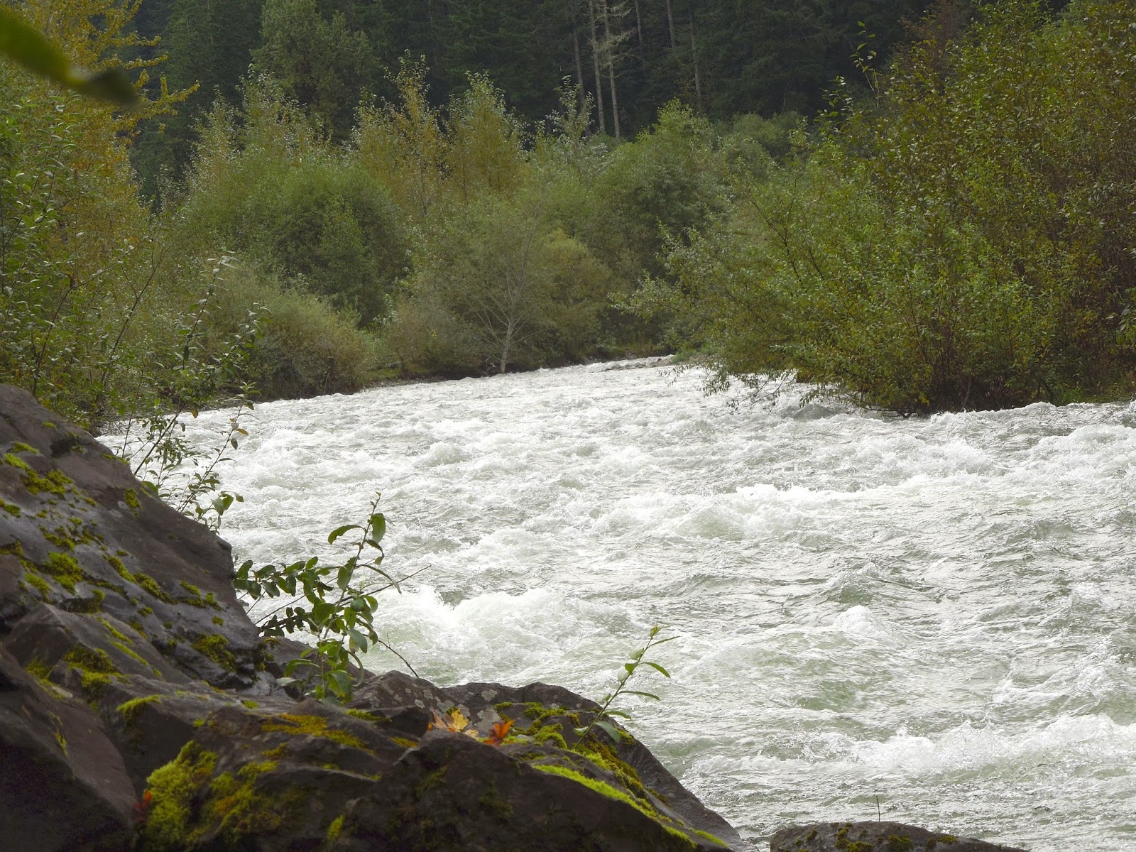 Catbird Scout January 2014