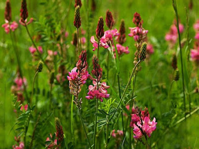 Onobrychis%2Bviciifolia.jpg