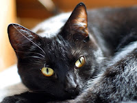 Panzer the cat