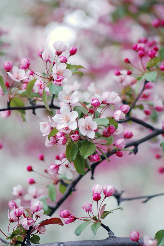 Beautiful spring cherry blossoms