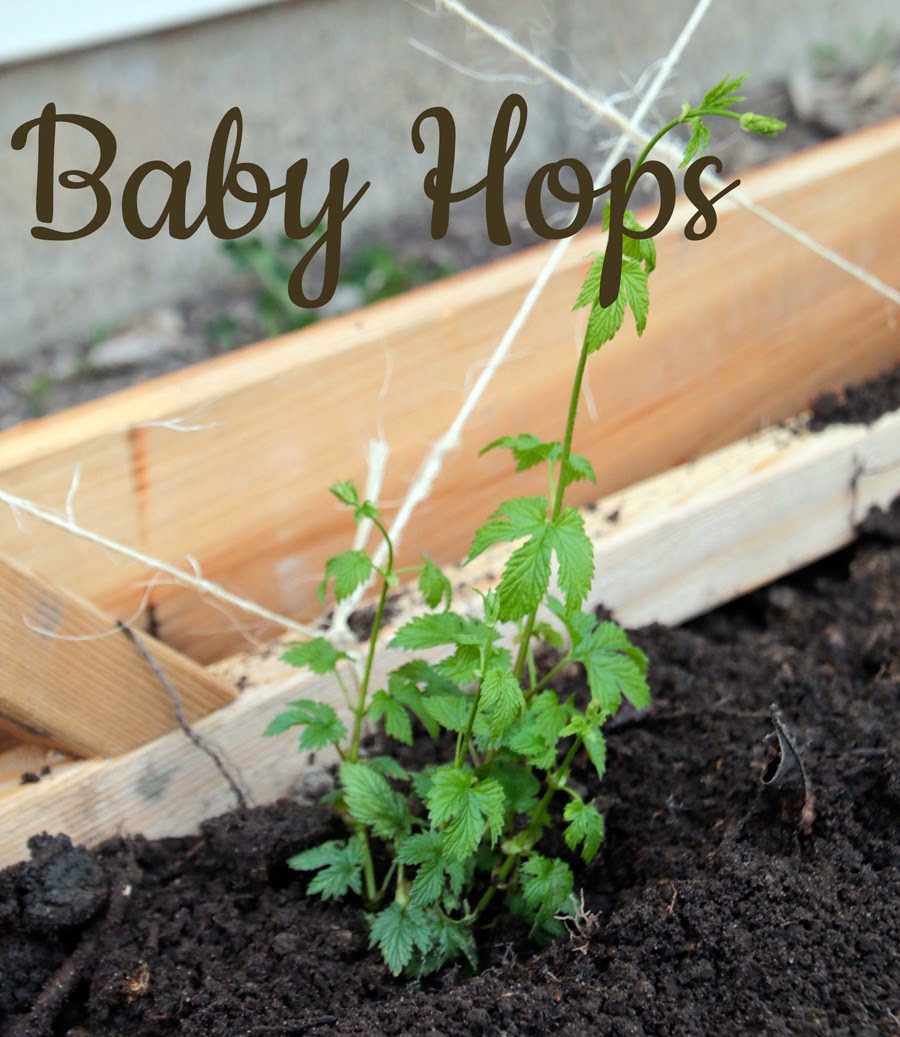 Hops Trellis Hops Trellis Garden Vines Outdoor Gardens