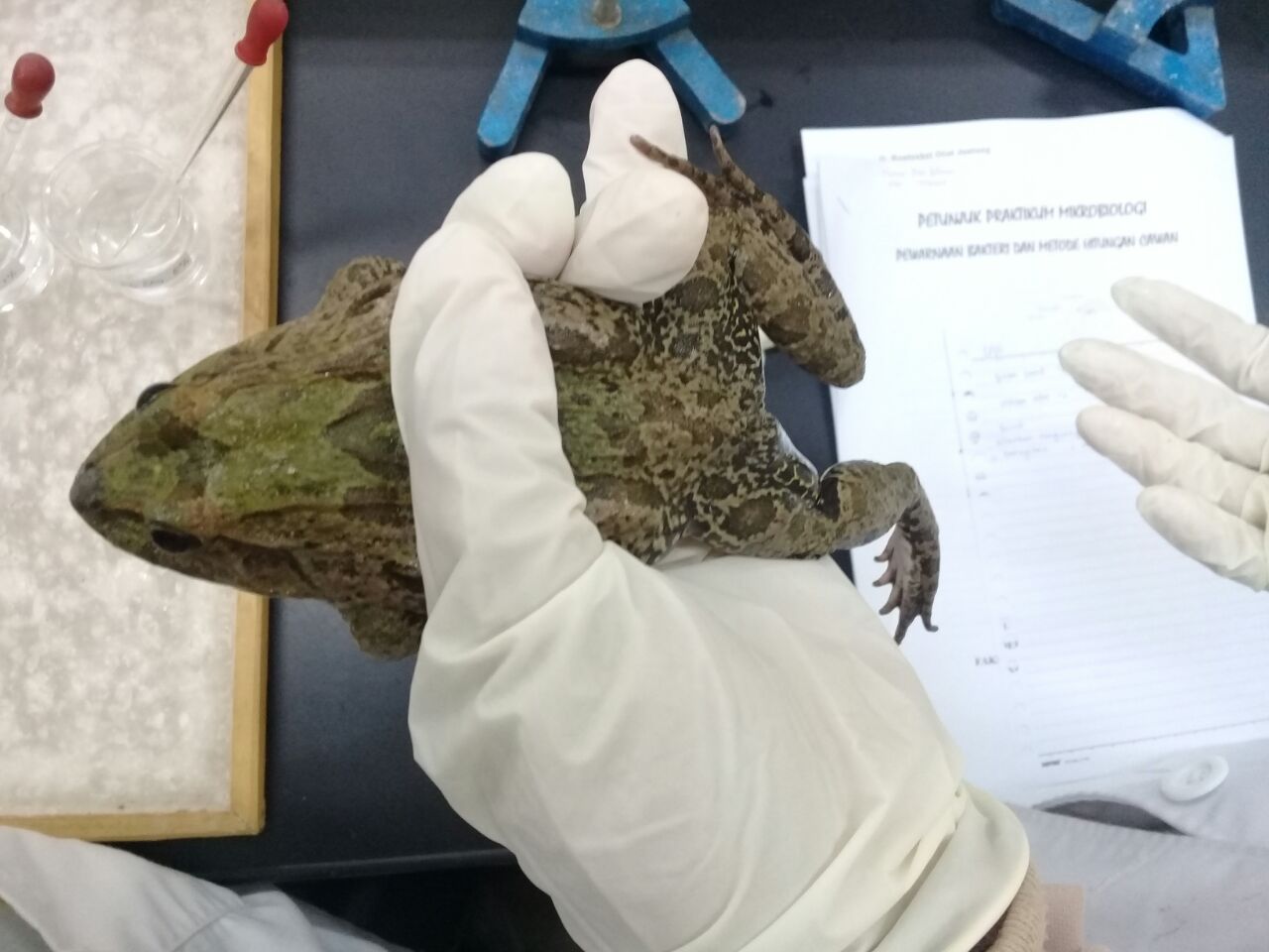 LAPORAN PRAKTIKUM FISIOLOGI HEWAN : Sistem Saraf Refleksi Pada Katak