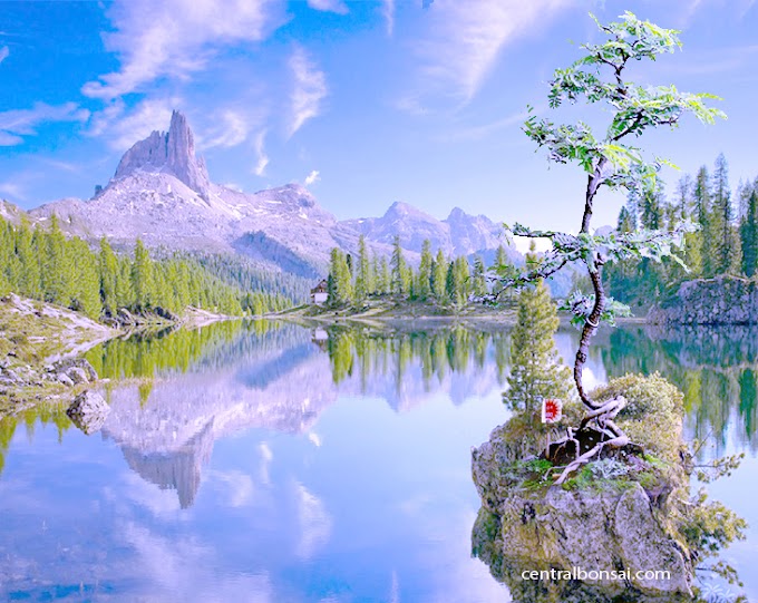 Jenis Bonsai Dari Yang Biasa Sampai Yang Unik Ditanam Pada Batu