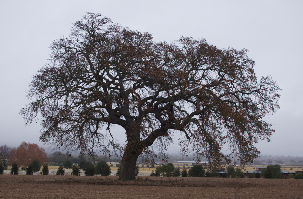 A Picture Each Day California Live Oak