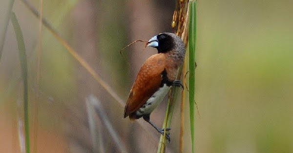 Media Kicau Burung Dari Papua Yang Paling Banyak Dicari Bondol