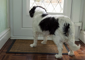 dog-barking-at-doorbell