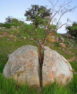 Image result for grass or grace