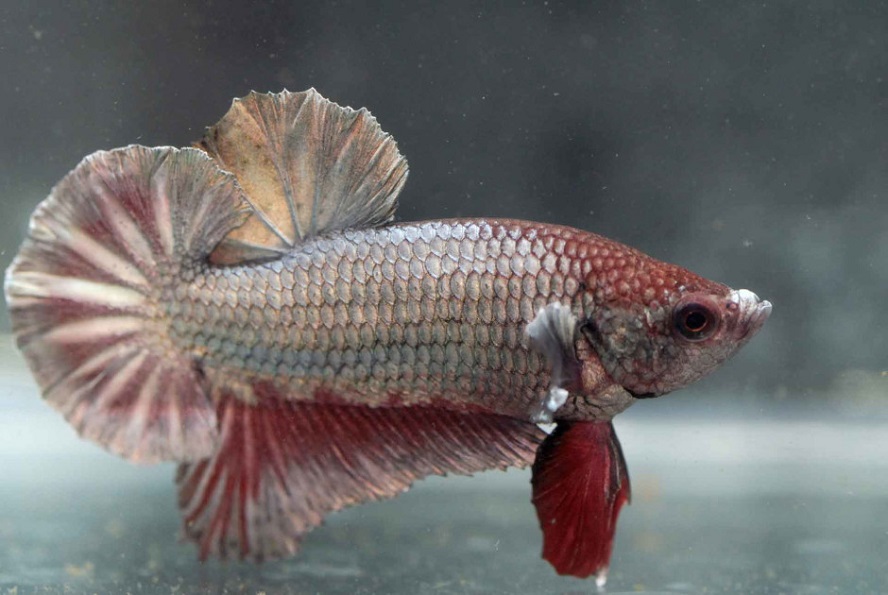 WORLDS Keeping Exotic Fish As Pets