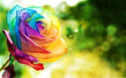 rose colorful wallpapers roses desktop backgrounds rainbow flower colors pretty colored cool bing keywords