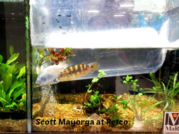 Straight Talk From The Hematech: Help! My Fish Tank Is Leaking Water