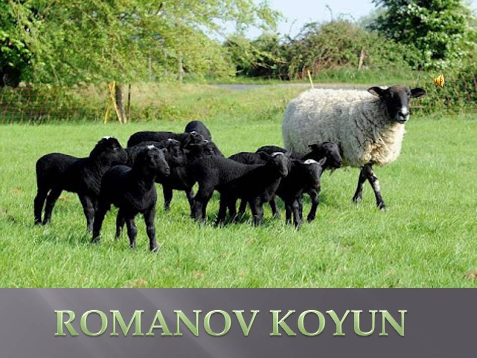 ROMANOV KOYUN ROMANOV KOYUN YETİŞT,İRİCİLİĞİ