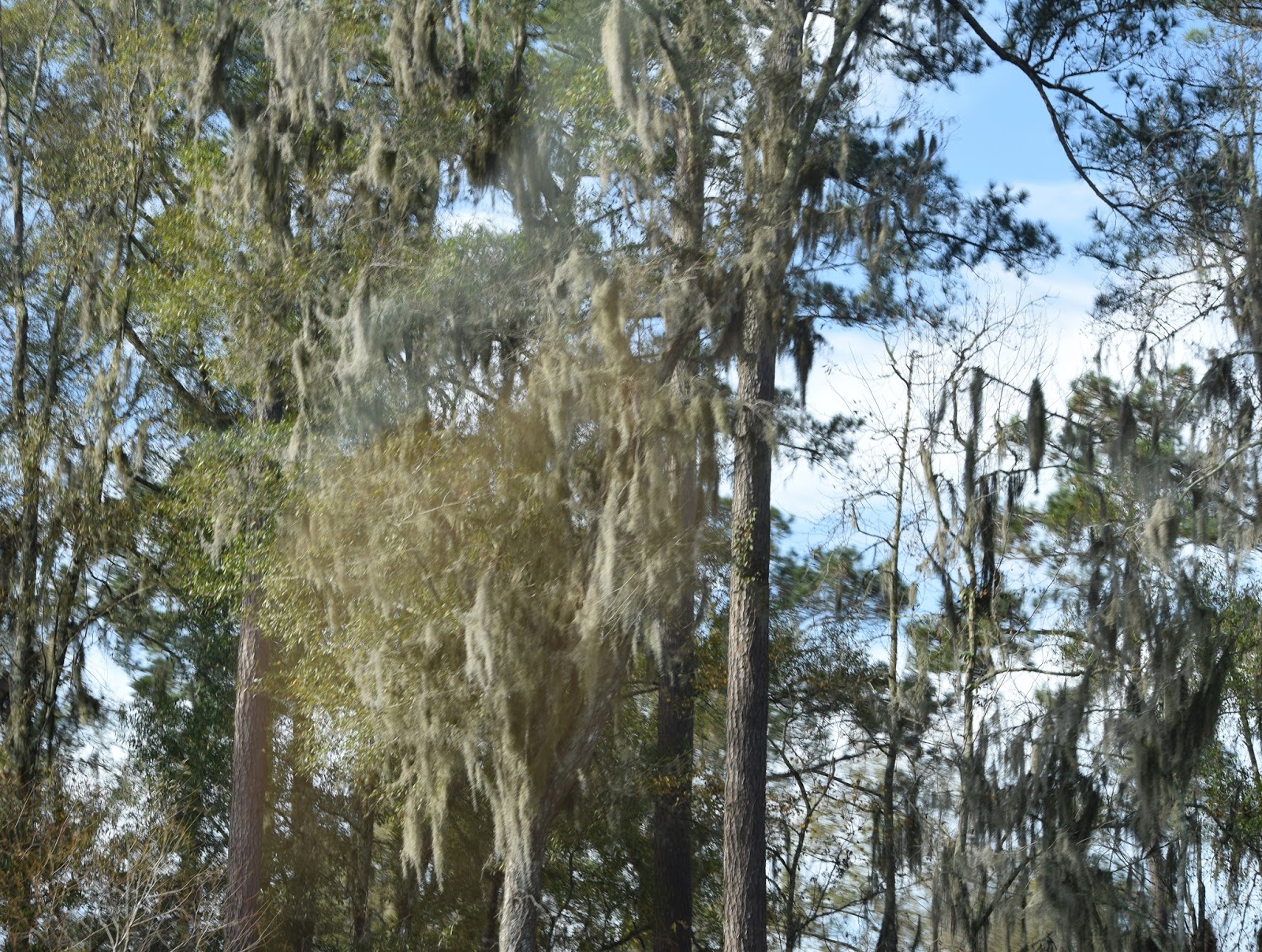 Florida Bliss Uncovering the Mysteries of Spanish Moss Part 1 The