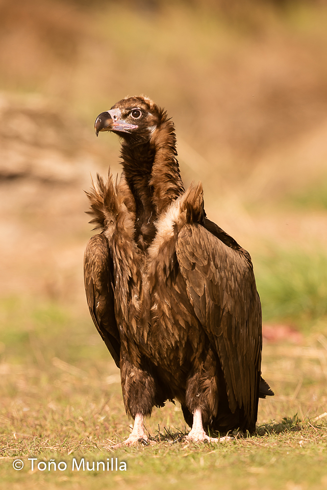 Aves de Navarra/Nafarroako hegaztiak: Carroñeras en Extremadura