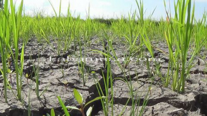 Kekeringan, Puluhan Hektar Sawah Gagal Panen