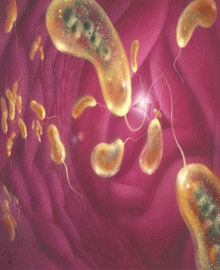 Vaksin Penyakit Kolera