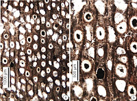 http://sciencythoughts.blogspot.co.uk/2014/11/diptocarp-wood-from-northwest-of-india.html