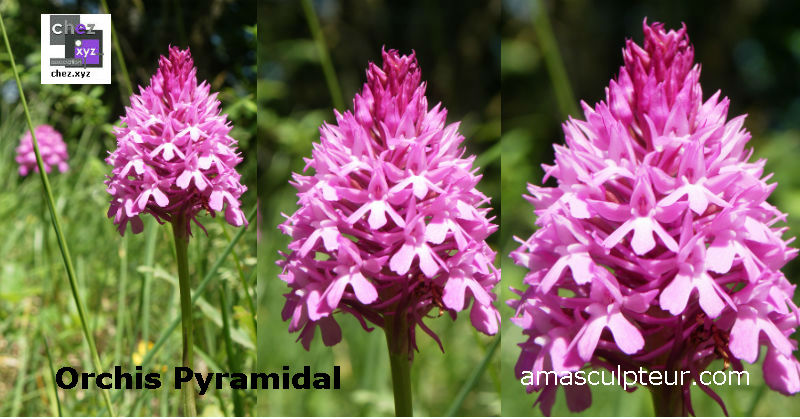 De la ficelle et des fleurs par Ama De la ficelle agricole et des fleurs de montagne par Ama