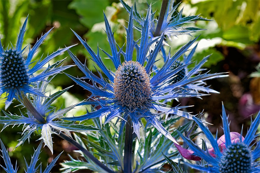 Eryngium Blue