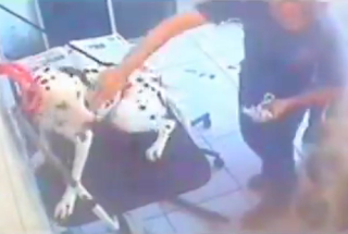 Funcionários de pet shops aparecem em imagens espancando animais de clientes Aprovada a lei que obriga câmeras de monitoramento em pet shops no Paraná