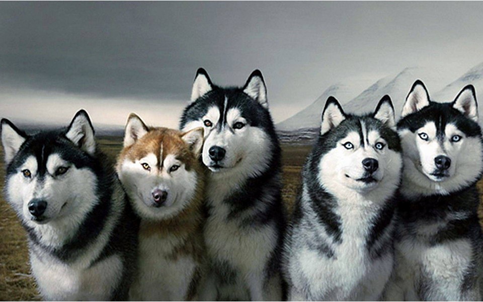 Image result for Husky собака красивый