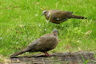 spotted dove nepal description