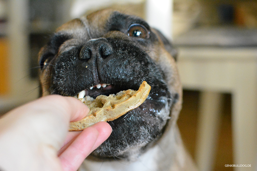 Hundeblog Rezept: Quark-pansen Waffeln für Hunde backen Hundeblog Rezept: Quark-pansen Waffeln für Hunde backen