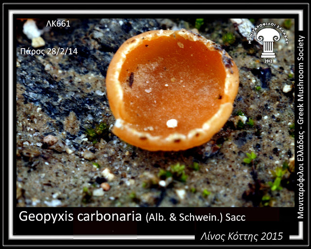 Geopyxis carbonaria (Alb. & Schwein.) Sacc.