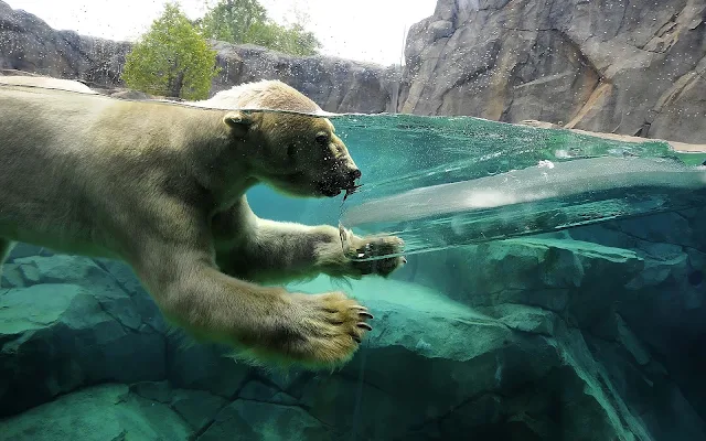 Foto van een ijsbeer in het water