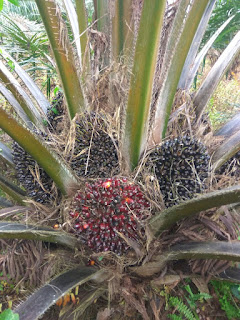 pupuk pembesar buah sawit,pupuk khusus buah sawit,power nutrition khsusus buah sawit,pupuk kelapa sawit nasa