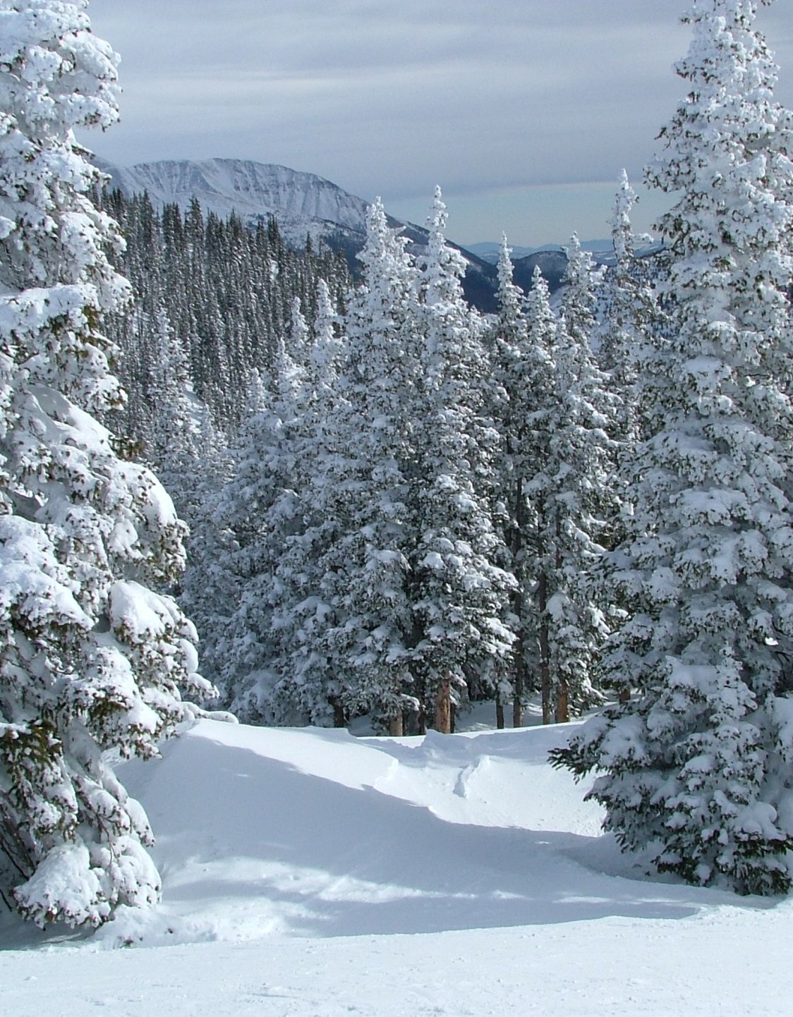 http://4.bp.blogspot.com/-0Inz7maX-gU/TeUx2XeHTTI/AAAAAAAAEOk/YO9gUCvFQEU/s1600/0002-HolidayWallpaper-Snow-Packed-Holiday-Trees-Decorated-By-Nature.jpg