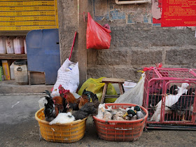 baskets full of live chicken and ducks on a street in Xiapu, China.