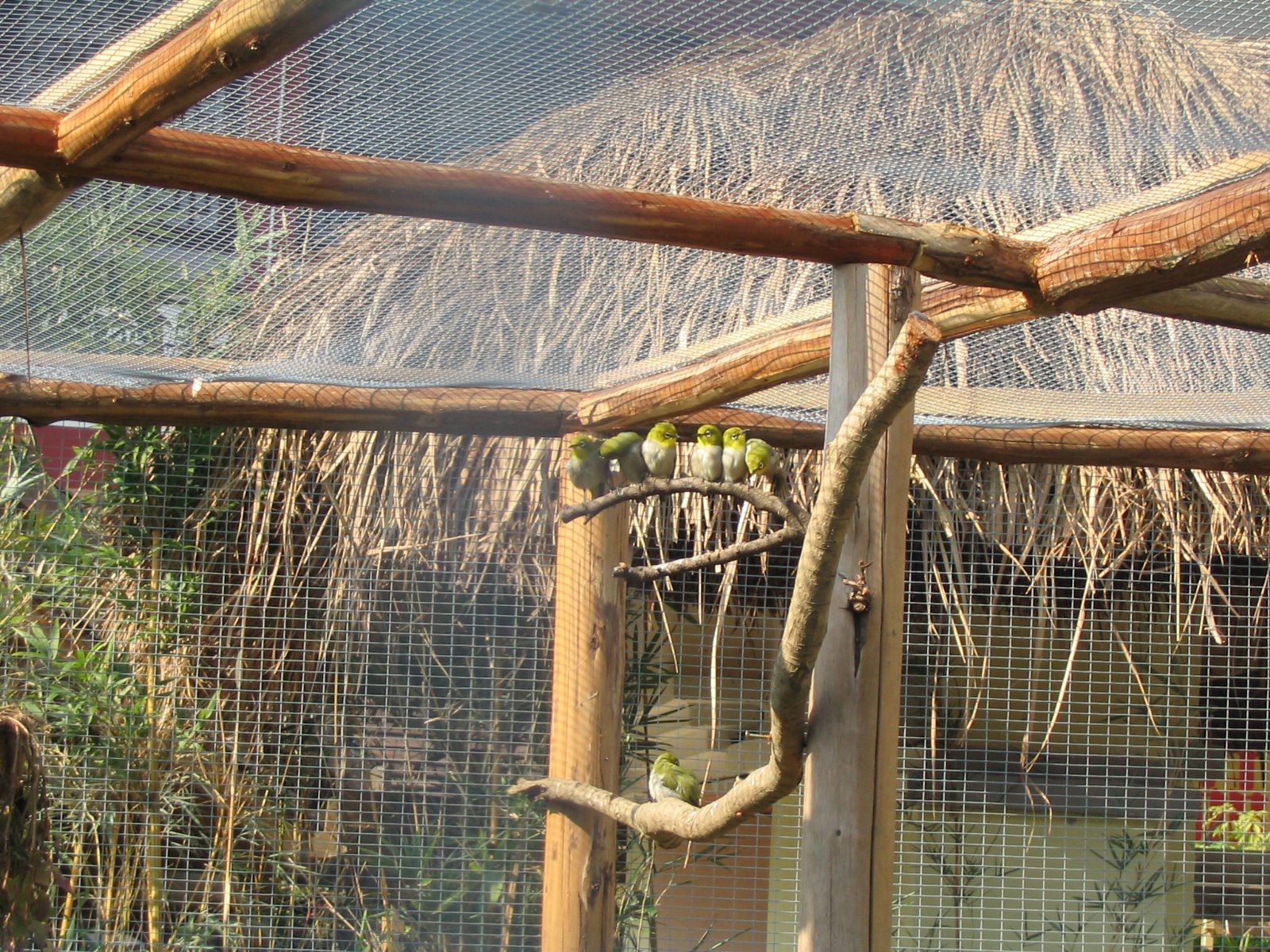 The Chinese Garden Mixed Small Bird Aviary in China Guangxi Nanning (3